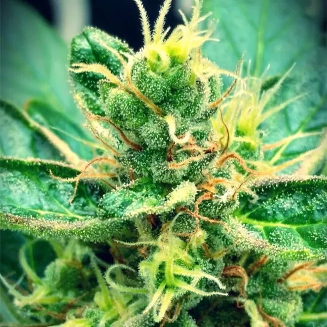 Lilac Diesel