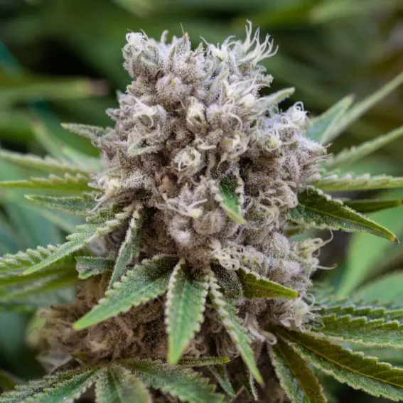 Starkiller OG