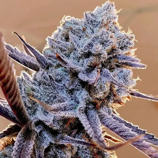 Lilac Cookies