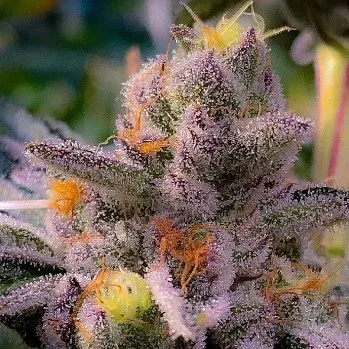 GMO x Sunset Sherbet